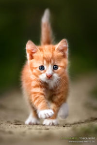 Orange Kitten